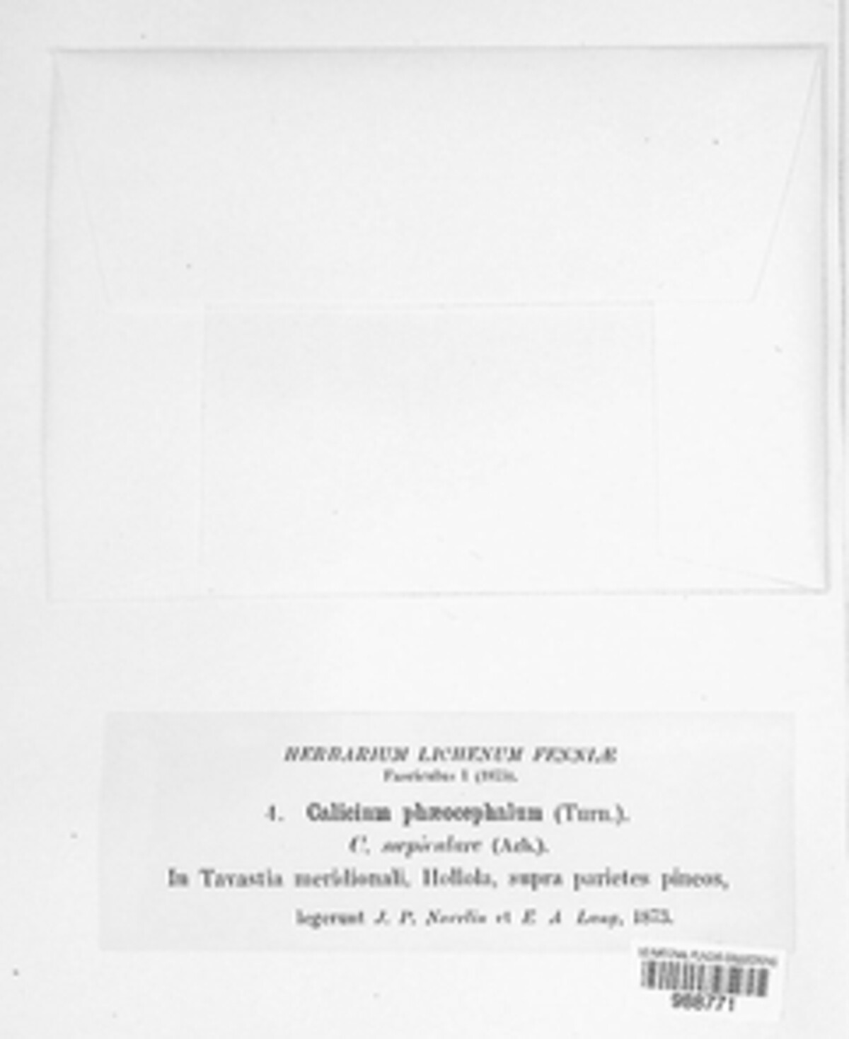 Coniocybaceae image